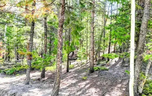 3.9 Acres Wooded Mountain Getaway or Cabin Lot, Idaho Springs, CO 80452