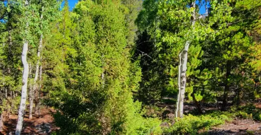 10.15 Acres Adjacent to National Forest with Seasonal Creek and Lake Access, Gunnison, CO 81210