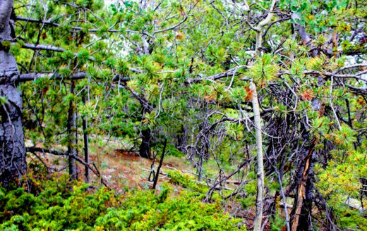 3.82 Acres Secluded Mountain Getaway near a Creek, Black Hawk, CO 80422