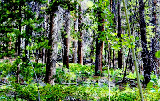 3.82 Acres Secluded Mountain Getaway near a Creek, Black Hawk, CO 80422