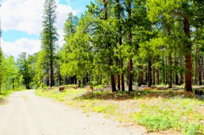 4.10 Acres Mountain Getaway Surrounded by National Forest, Black Hawk, CO 80422