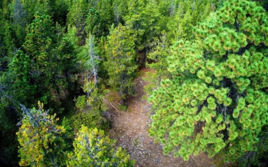 2.77 Acres Secluded Beautiful Mountain Residential Land in Idaho Springs, CO 80452