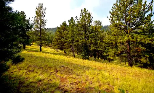 8.29 Acres Land for Camp, Hunting, ATV or Build, Cripple Creek, CO 80813