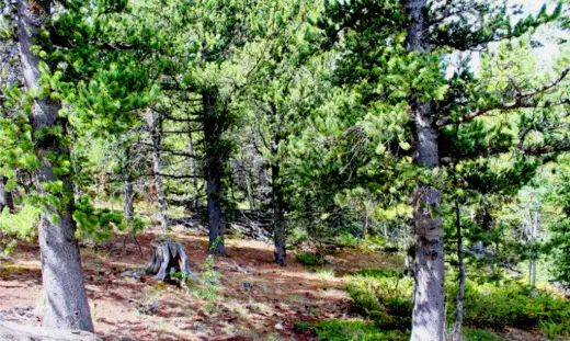 3.07 Acres Surrounded by National Forest with Mountain Views in Black Hawk, Colorado 80422