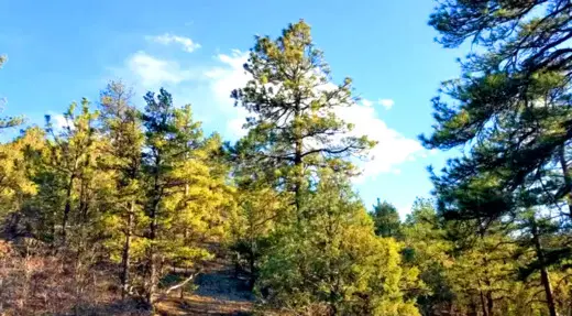 2.47 Acre with Trees and Mountain Views, Cotopaxi, CO 81223