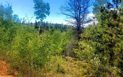 9.90 Acres Surrounded by National Forest and Adjacent to Creek, Cripple Creek, CO 80813