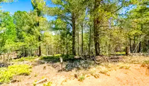 9.90 Acres Surrounded by National Forest and Adjacent to Creek, Cripple Creek, CO 80813