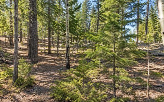 3.9 Acres Wooded Mountain Getaway or Cabin Lot, Idaho Springs, CO 80452