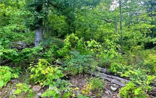 5 Acres Treed Lot to Build or Invest, Huntsville, AR 72740
