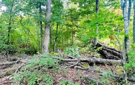 5 Acres Treed Lot to Build or Invest, Huntsville, AR 72740
