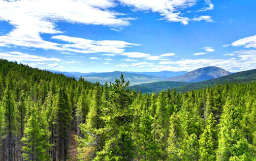 7.97 Acres Lot next to Creek and National Forest, Whitepine, Colorado