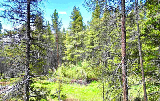 7.97 Acres Lot next to Creek and National Forest, Whitepine, Colorado