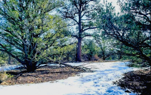 2.49 Acres Colorado Treed Land to Build or Invest, Cotopaxi, CO 81223