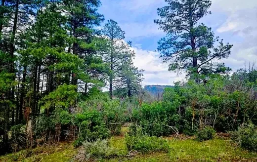 1.20 Acres Mountain Cabin Lot! Power Available! Pagosa Springs, CO 81147