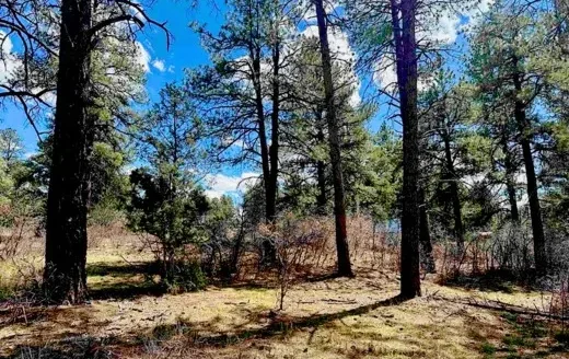 1.20 Acres Mountain Cabin Lot! Power Available! Pagosa Springs, CO 81147