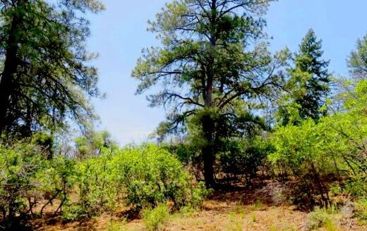 1.10 Acres Beautiful RV lot or Build Later Pagosa Springs, CO 81147