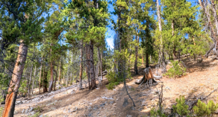 7.875 Acres of Pure Colorado Mountain Bliss – Bordering National Forest near Leadville!