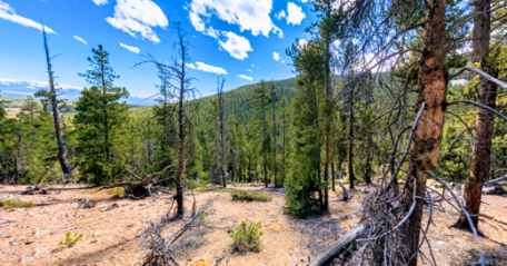 7.875 Acres of Pure Colorado Mountain Bliss – Bordering National Forest near Leadville!