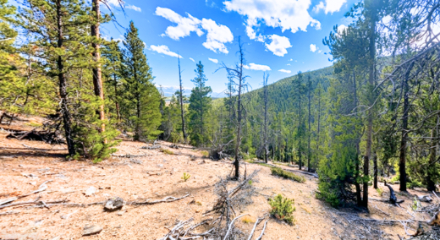 7.875 Acres of Pure Colorado Mountain Bliss – Bordering National Forest near Leadville!